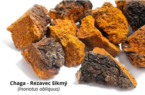 Chaga - rezavec šikmý
